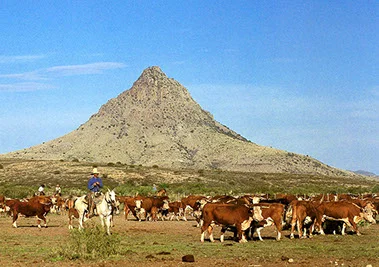 Cattle beneath Mitre Peak